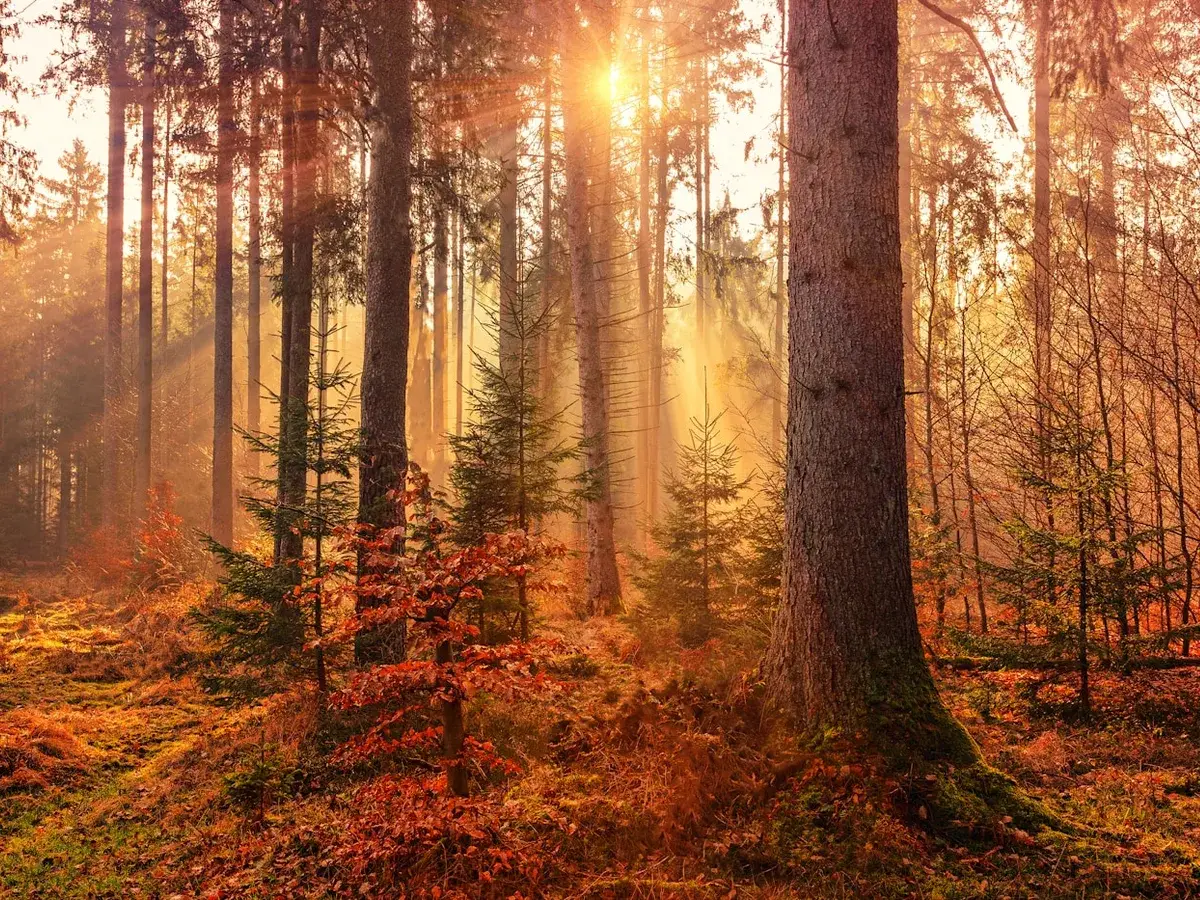 Sonnenlicht fällt schräg durch einen Wald mit hohen Stämmen